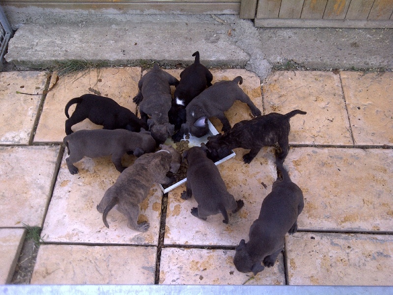 de l'Armee des Anges - American Staffordshire Terrier - Portée née le 16/07/2011